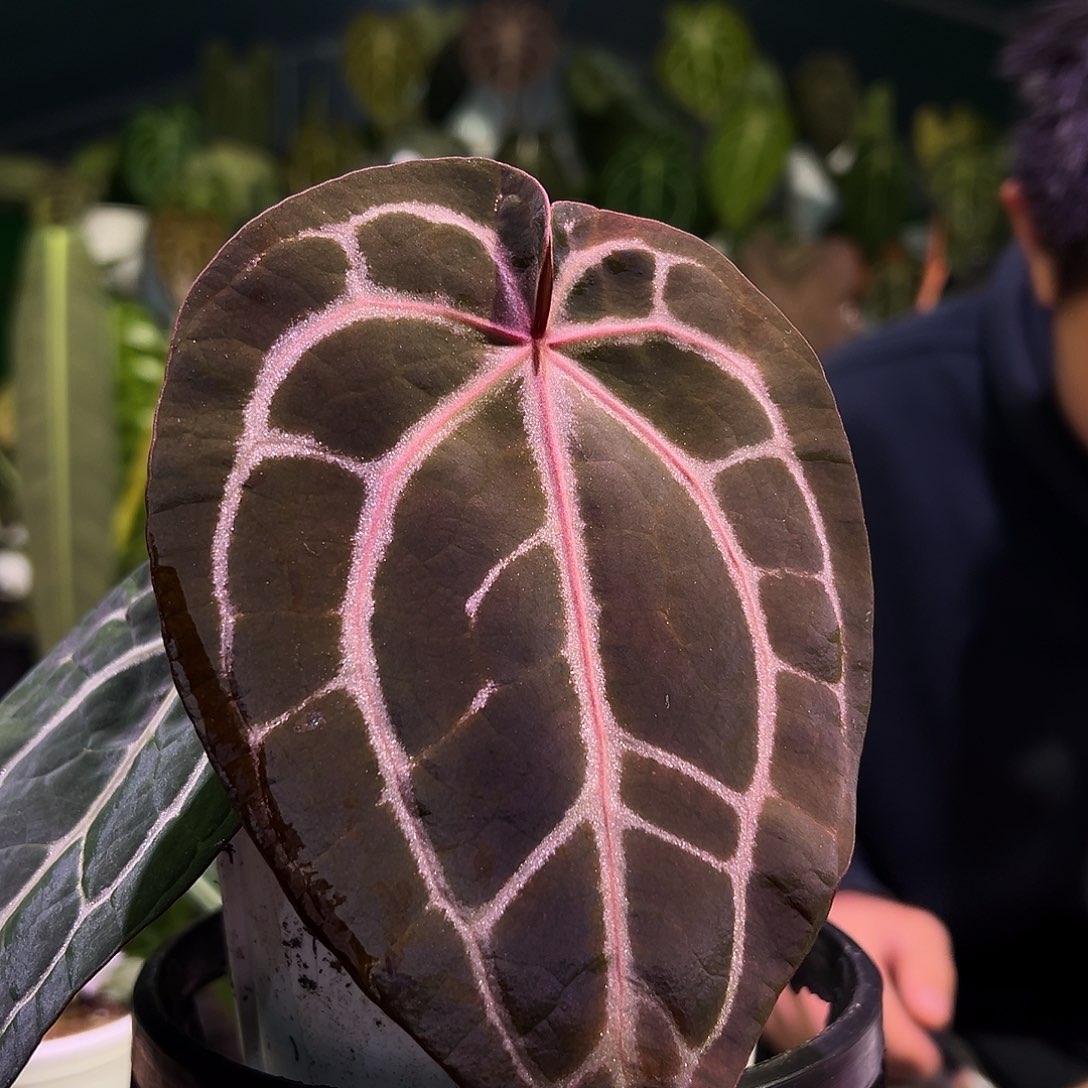 完全开放纯米歇尔红水晶