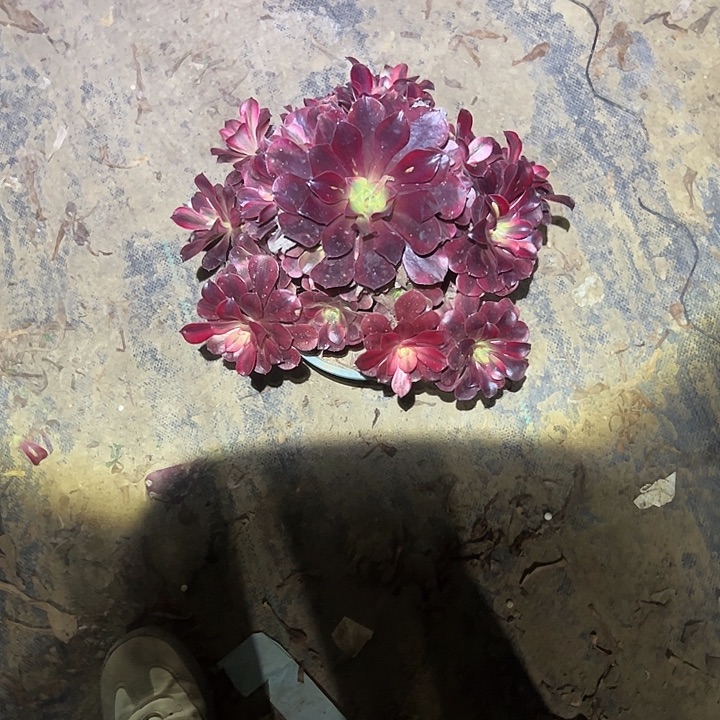 不包侧枝一物一拍31