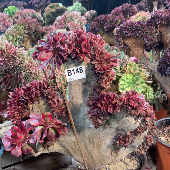 裴***子148香奈儿缀多肉法师