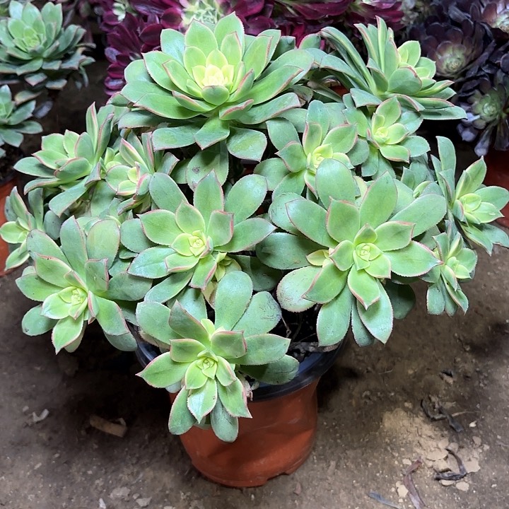 多肉植物艳日辉34