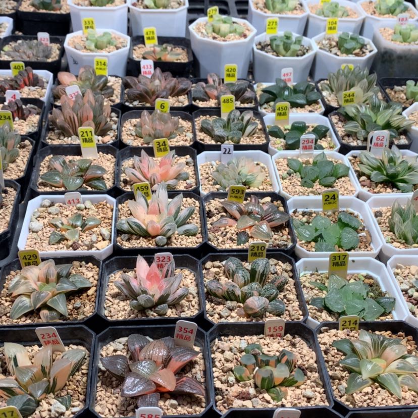 【闪购商品】?*俗12233333