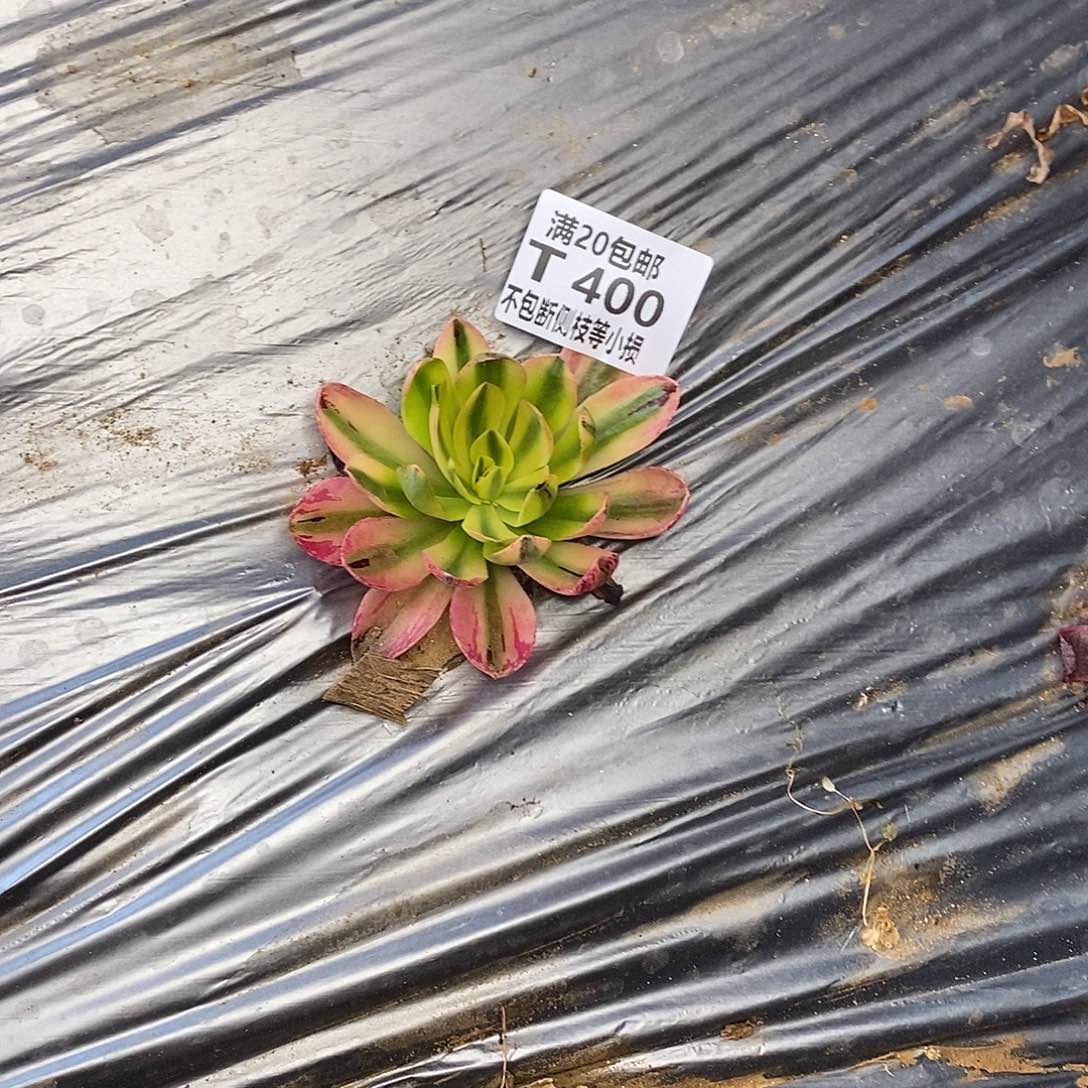 400荷花多肉法师锦