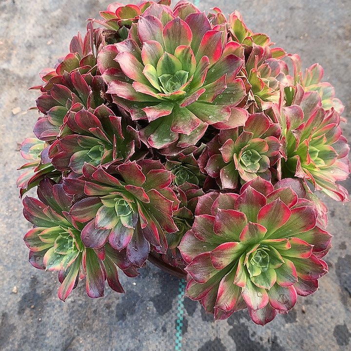 312安娜锦多肉植物