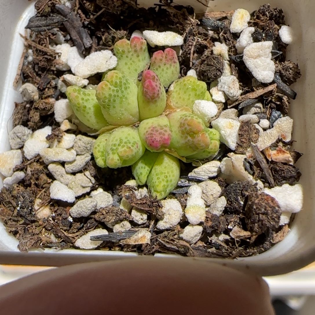 肉锥多肉植物百科-草莓斑马651