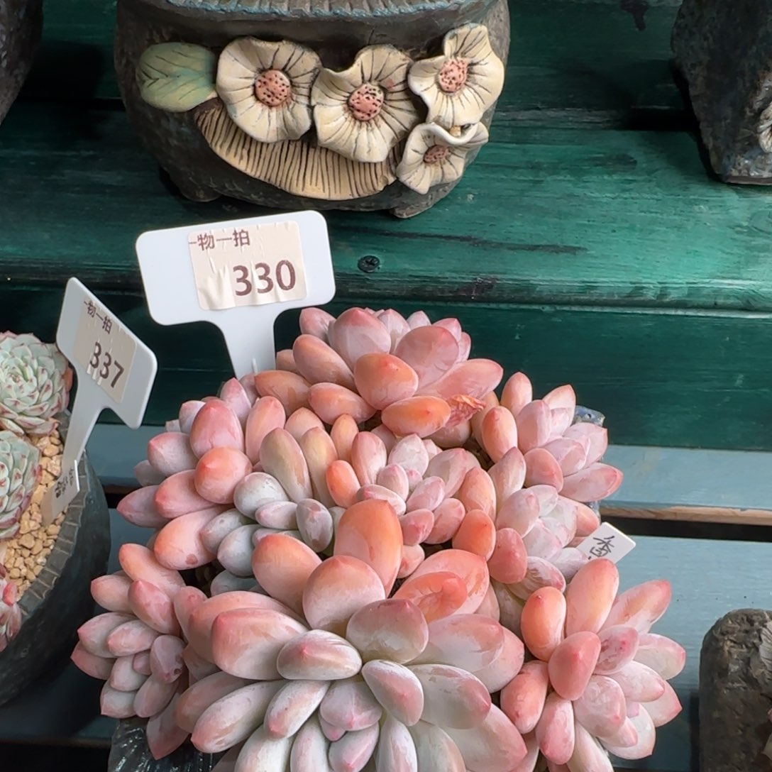 解忧一物一拍330号