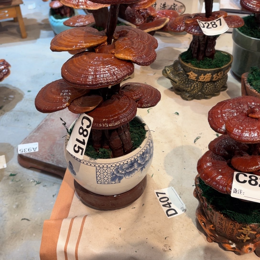 灵芝58888888888888888