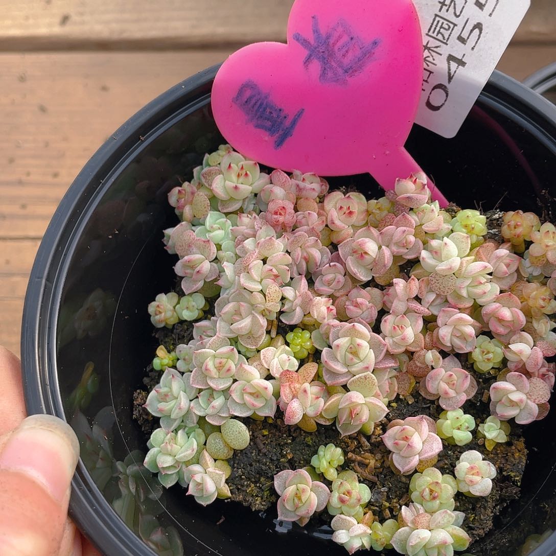 量拍多肉植物多肉植物455