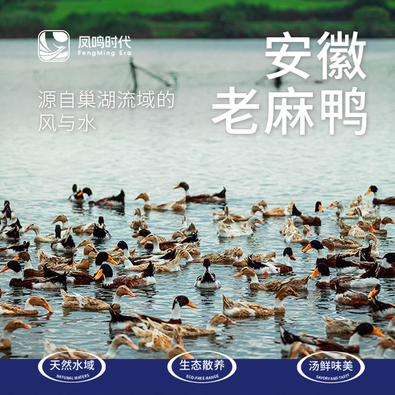 【买1赠1安徽老麻鸭】凤鸣时代水域散养400天老麻鸭煲汤专用