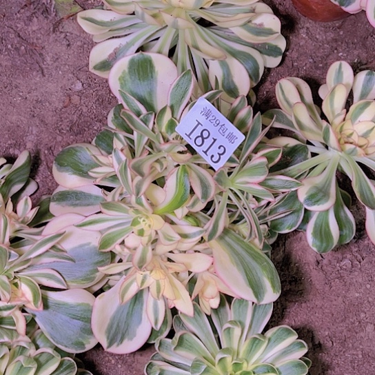 813艳姿多肉植物