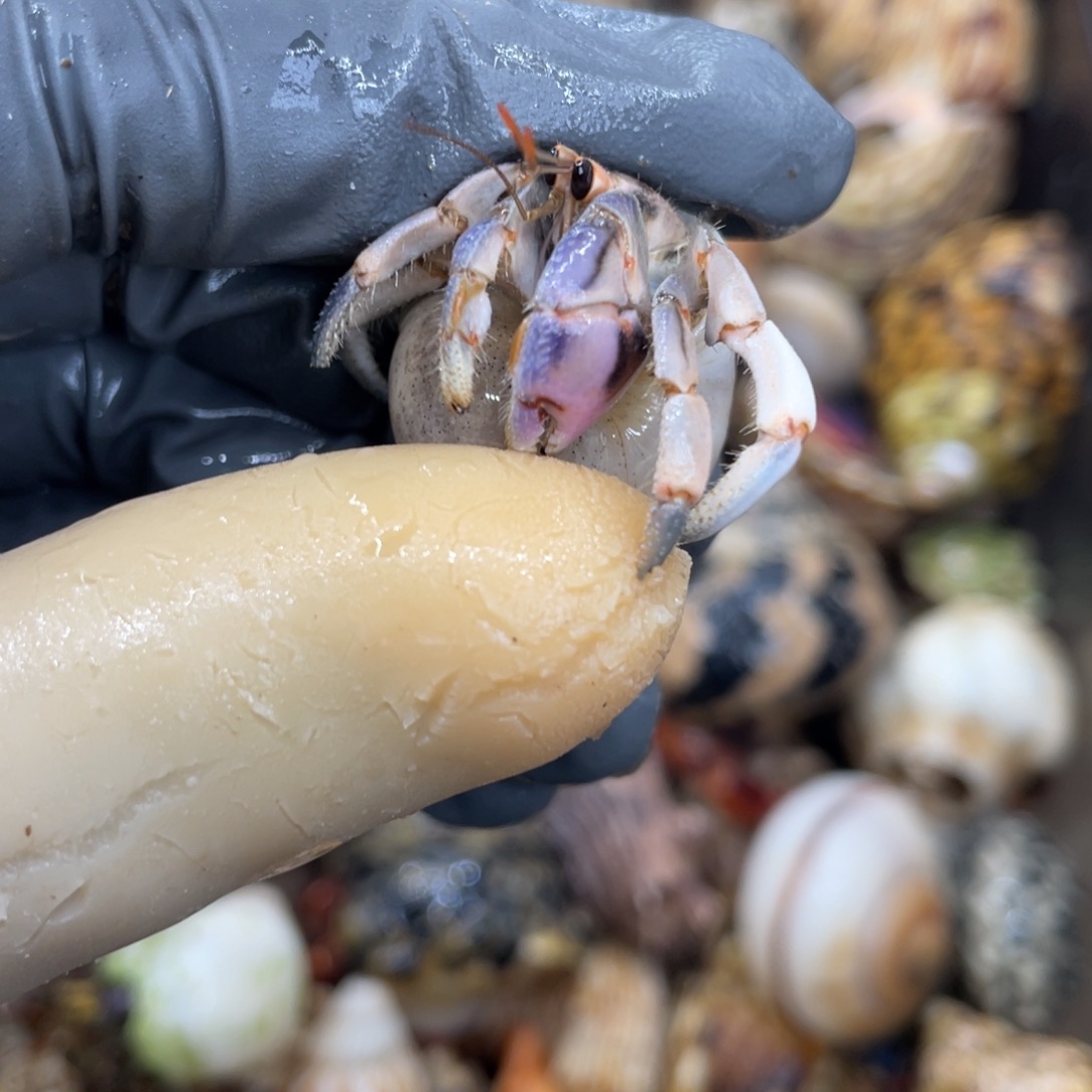 不退不换活体宠物94