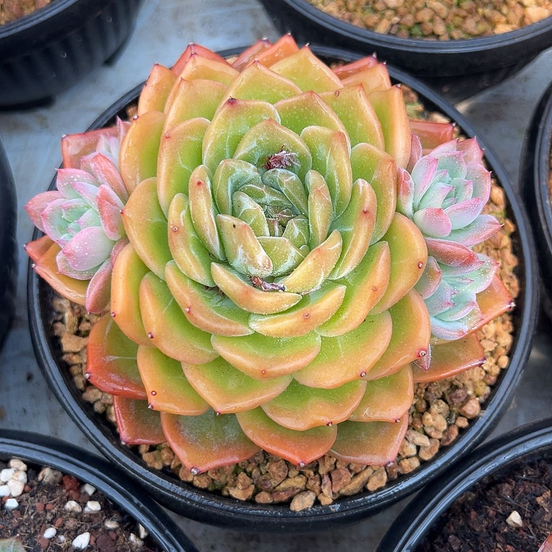 8-11-17新品珍妮单头