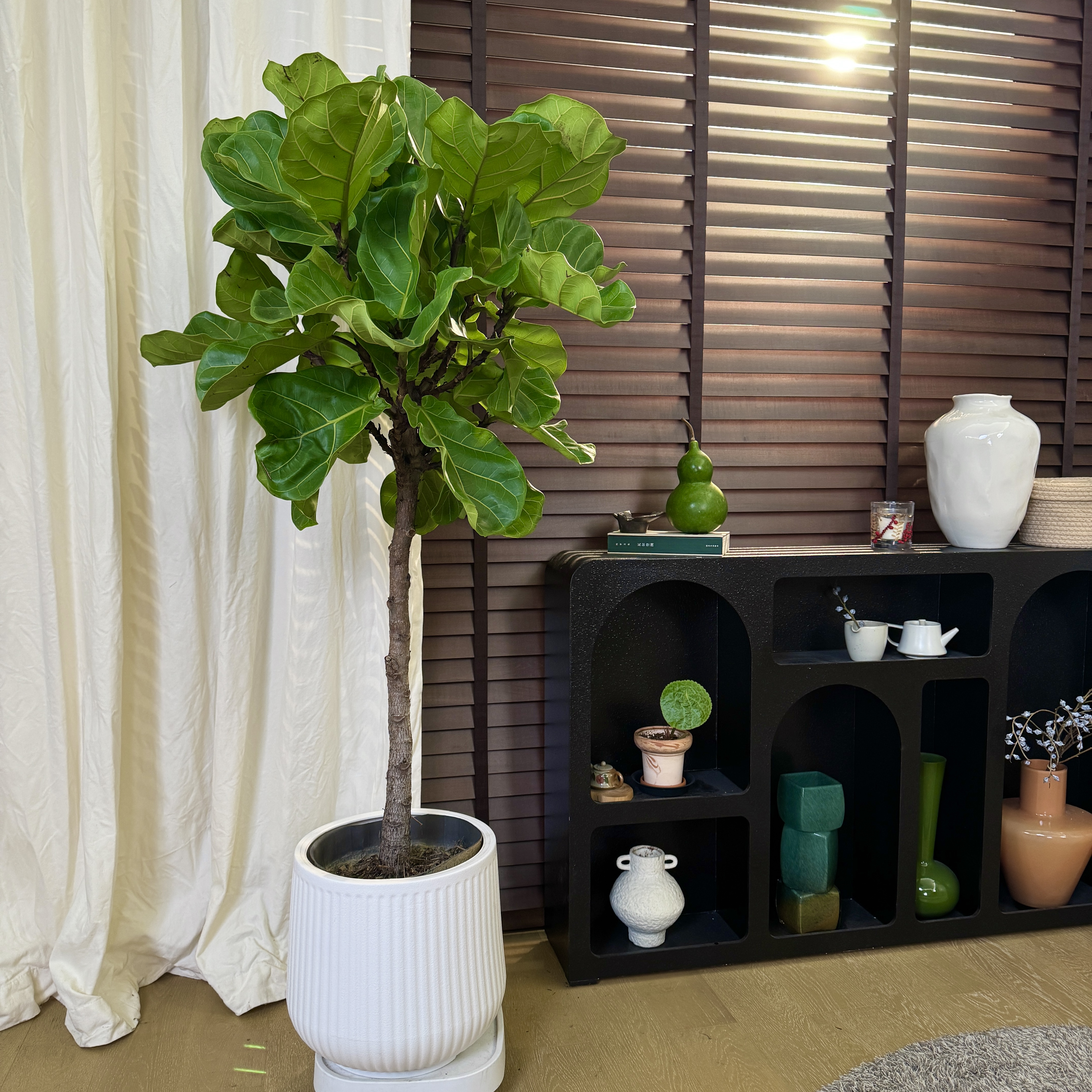 大型琴叶榕盆栽室内绿植可吸甲醛适合客厅办公室摆放