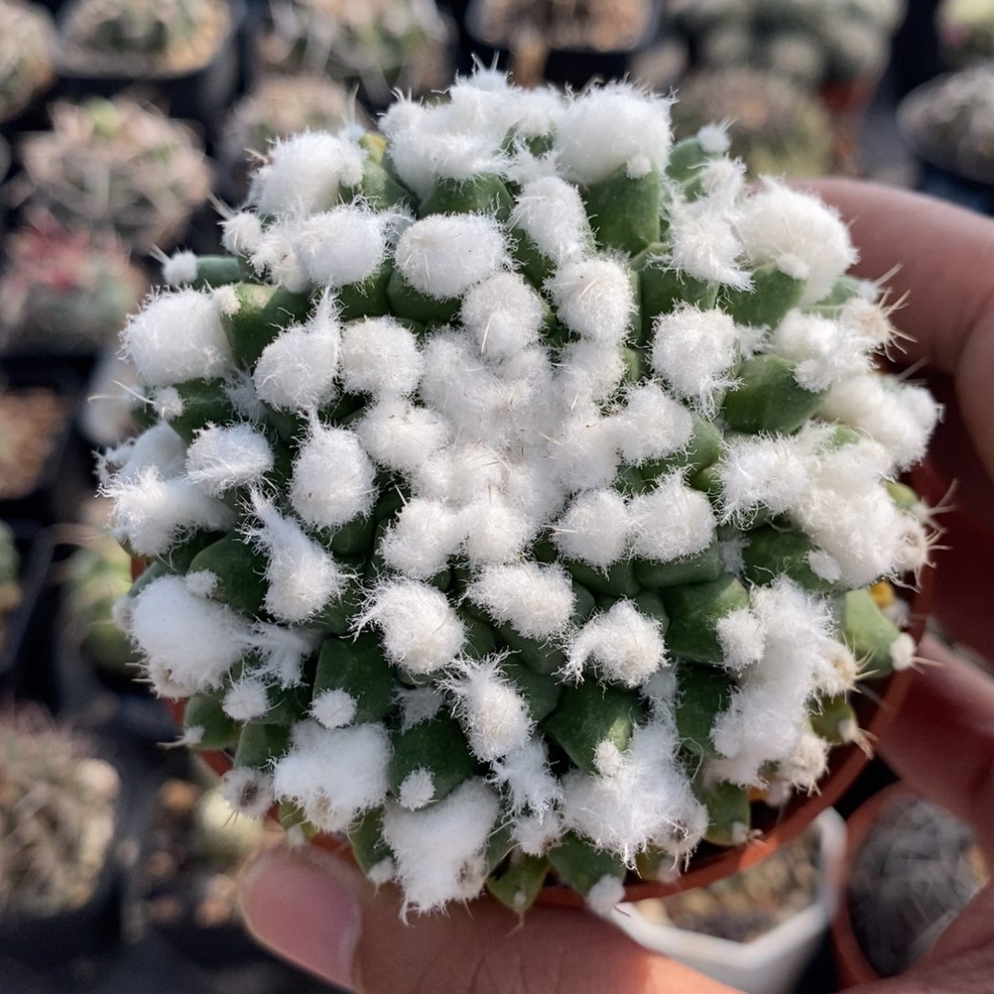 植播园艺968浓白雪糕