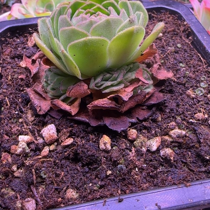 老庄4厘米捧花12426454646845