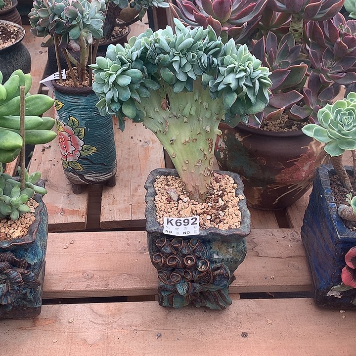 可爱玫瑰缀化 璐璐多肉