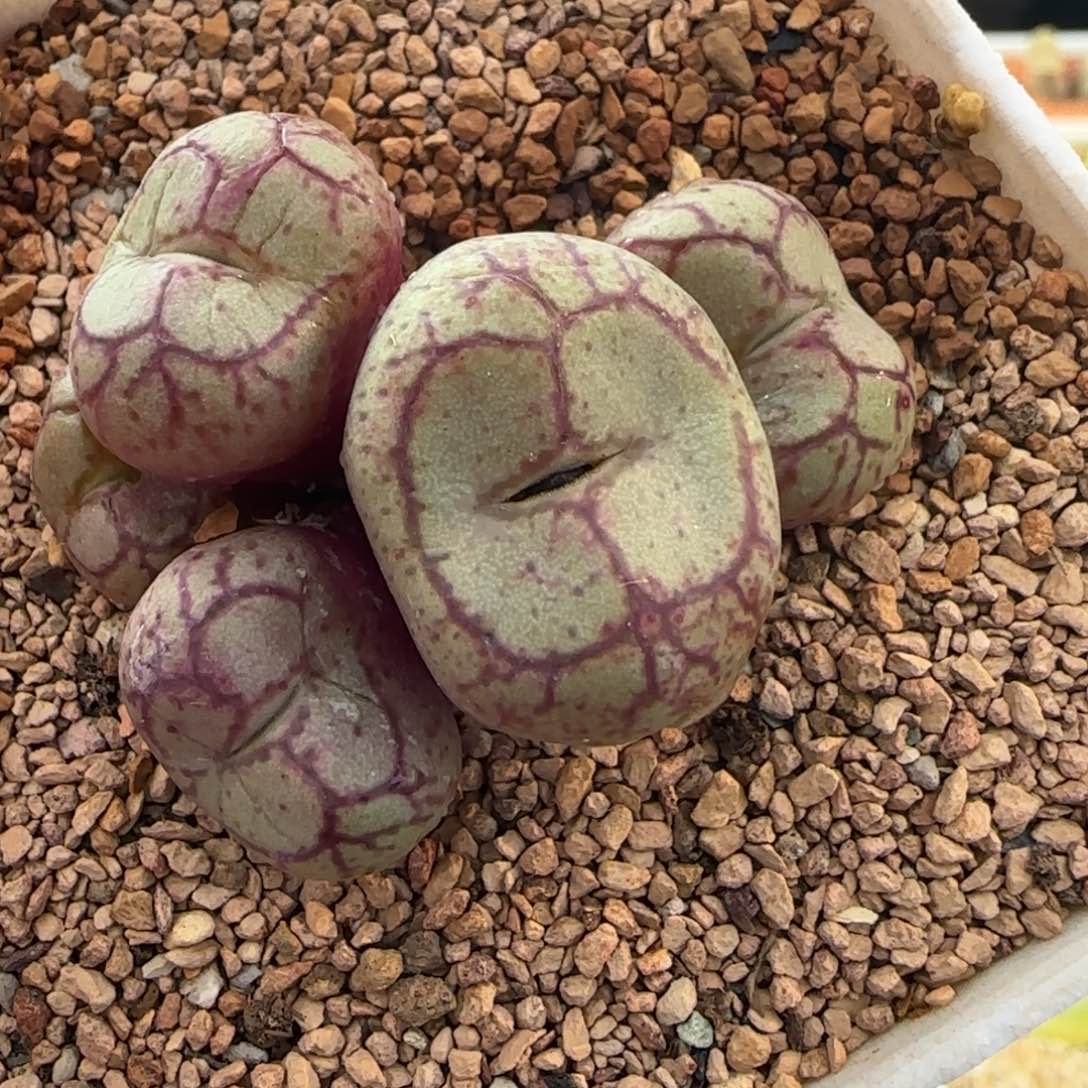 1.24号大紫后代37号