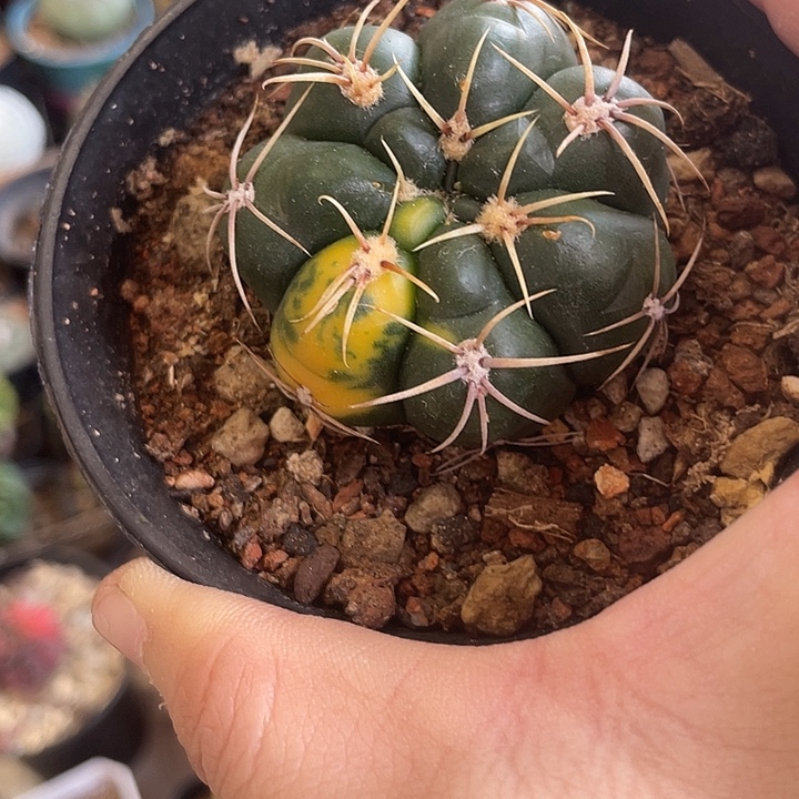 实生海王锦仙人球一颗