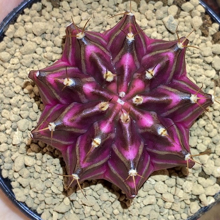 山竹锦 大漏 米哈仙人球