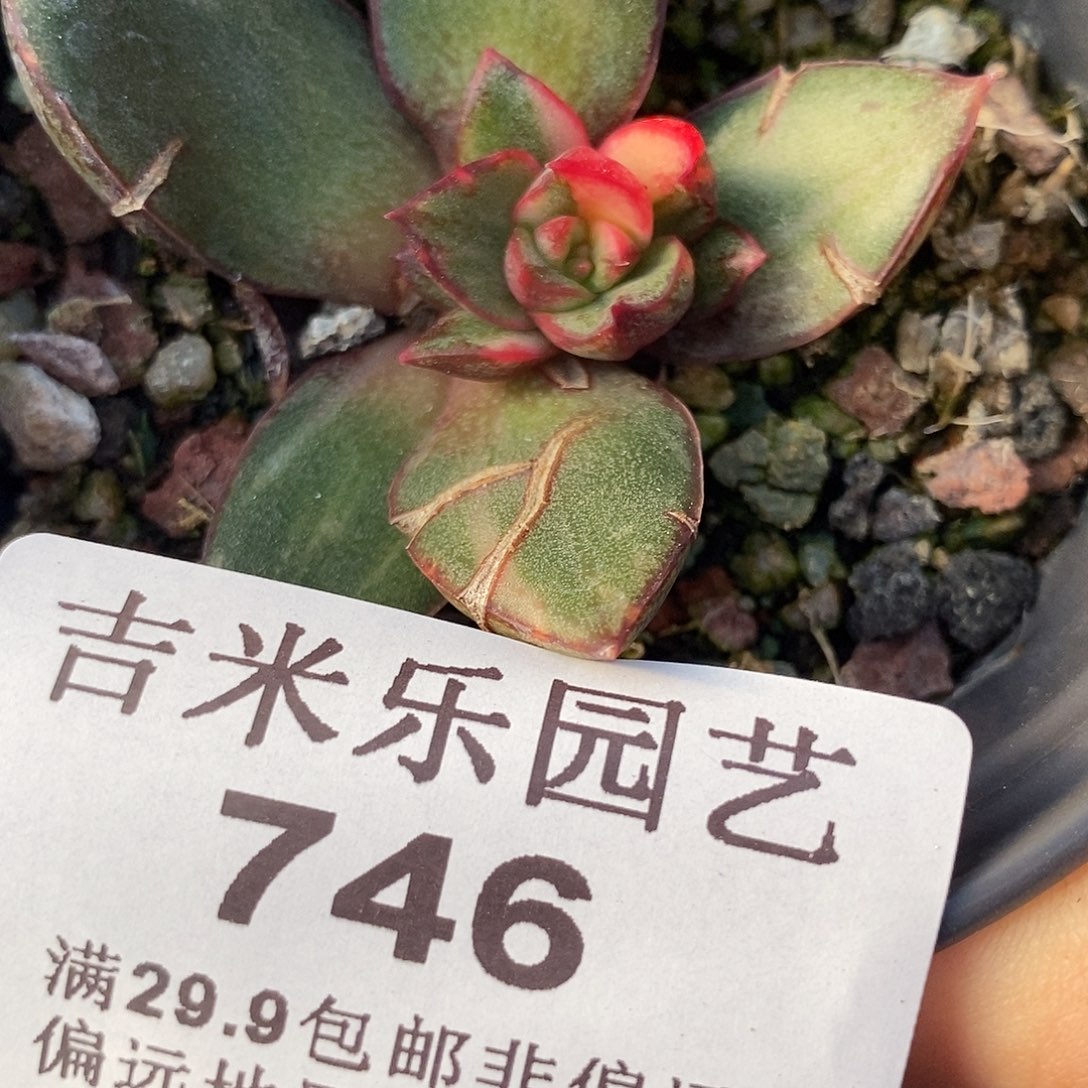 746麒麟座锦底座花锦多肉植物哇啦塞