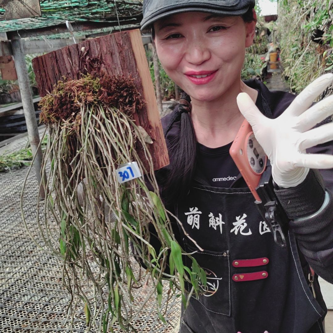 307美花绿植花卉微景观