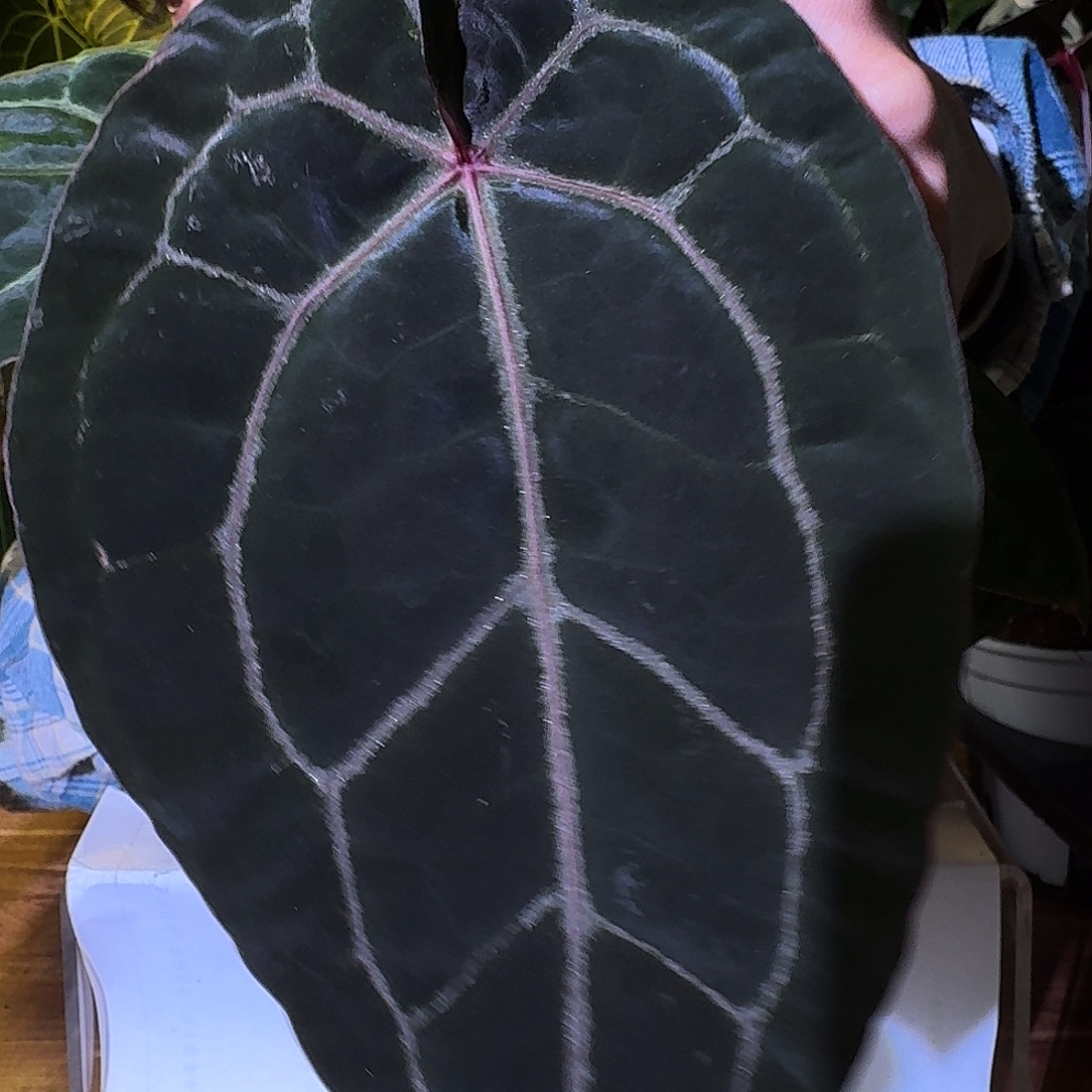 不开花植物A195黑曜石紫水晶杂巧克力