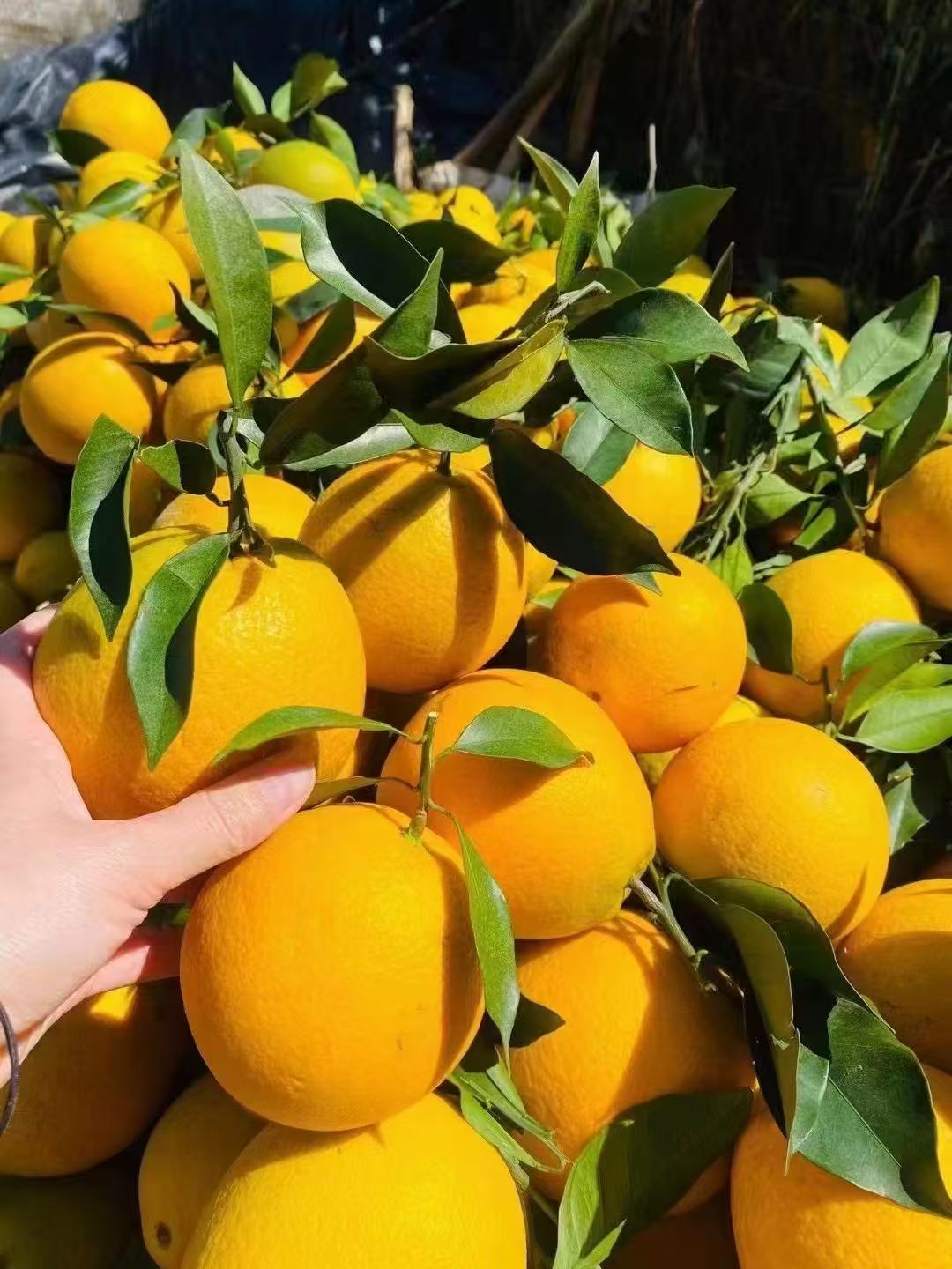 正宗赣南脐橙果园直发当季现摘新鲜香甜多汁水果