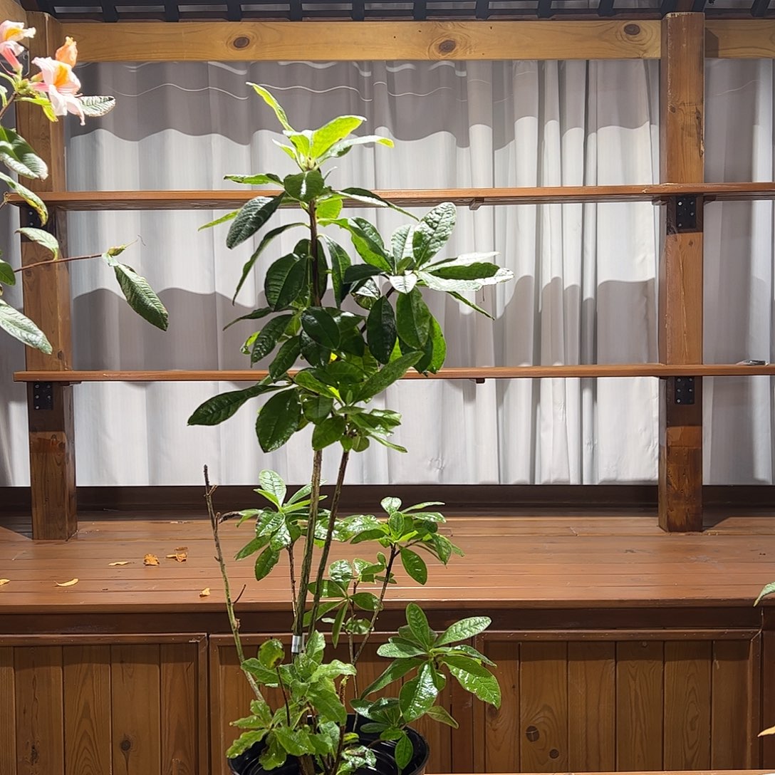 当前无花栽培后可以开花清纯