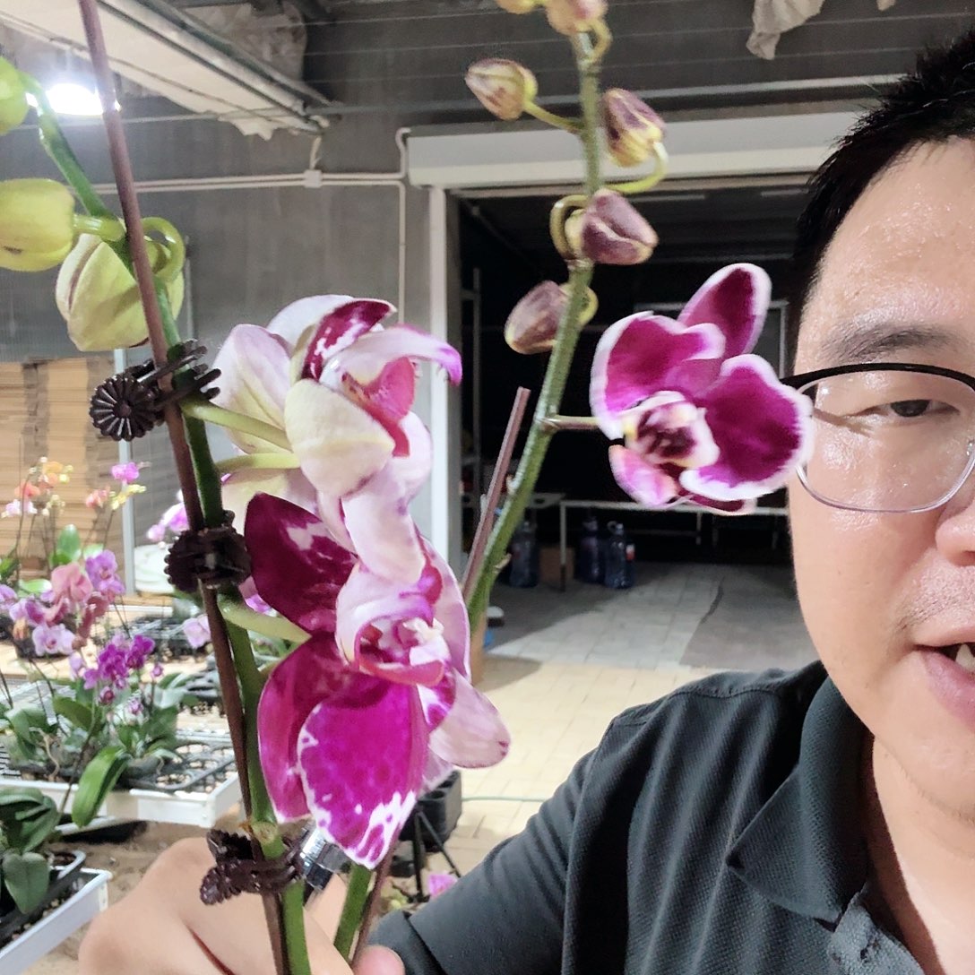 完全开放拉丁花蝴蝶016