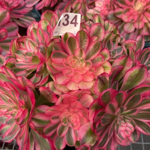 134荔枝22厘米左右