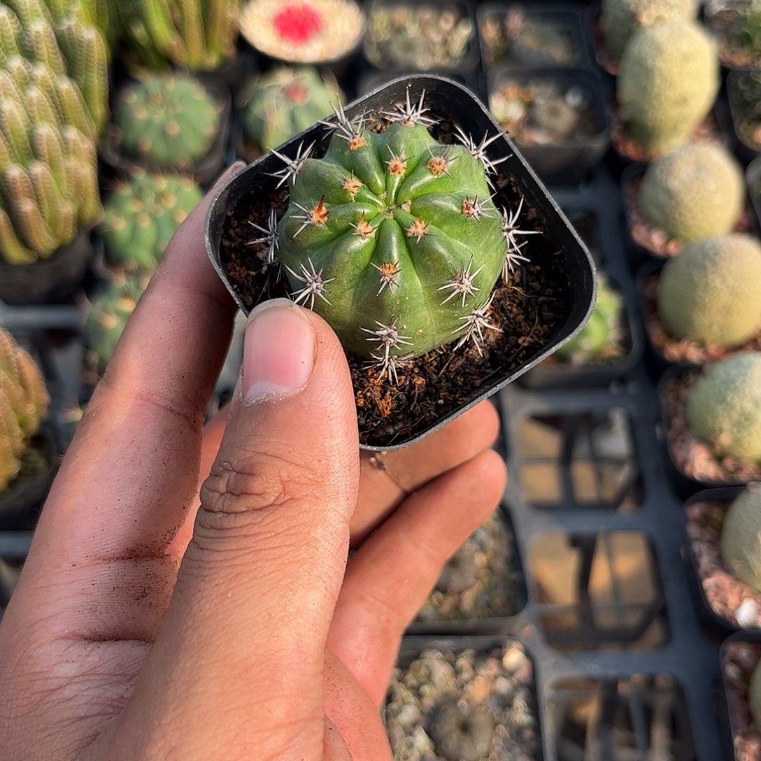 半***半110790一物一拍单头