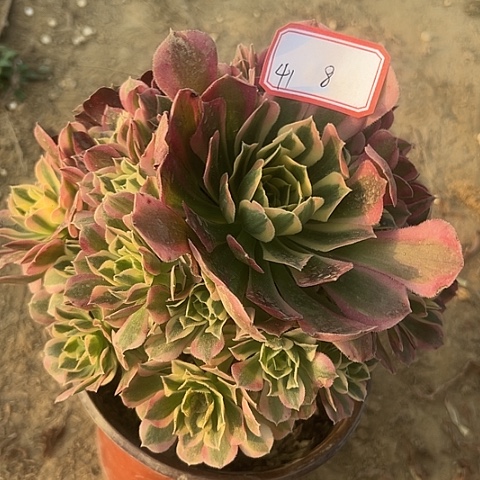 多肉植物雨花石41