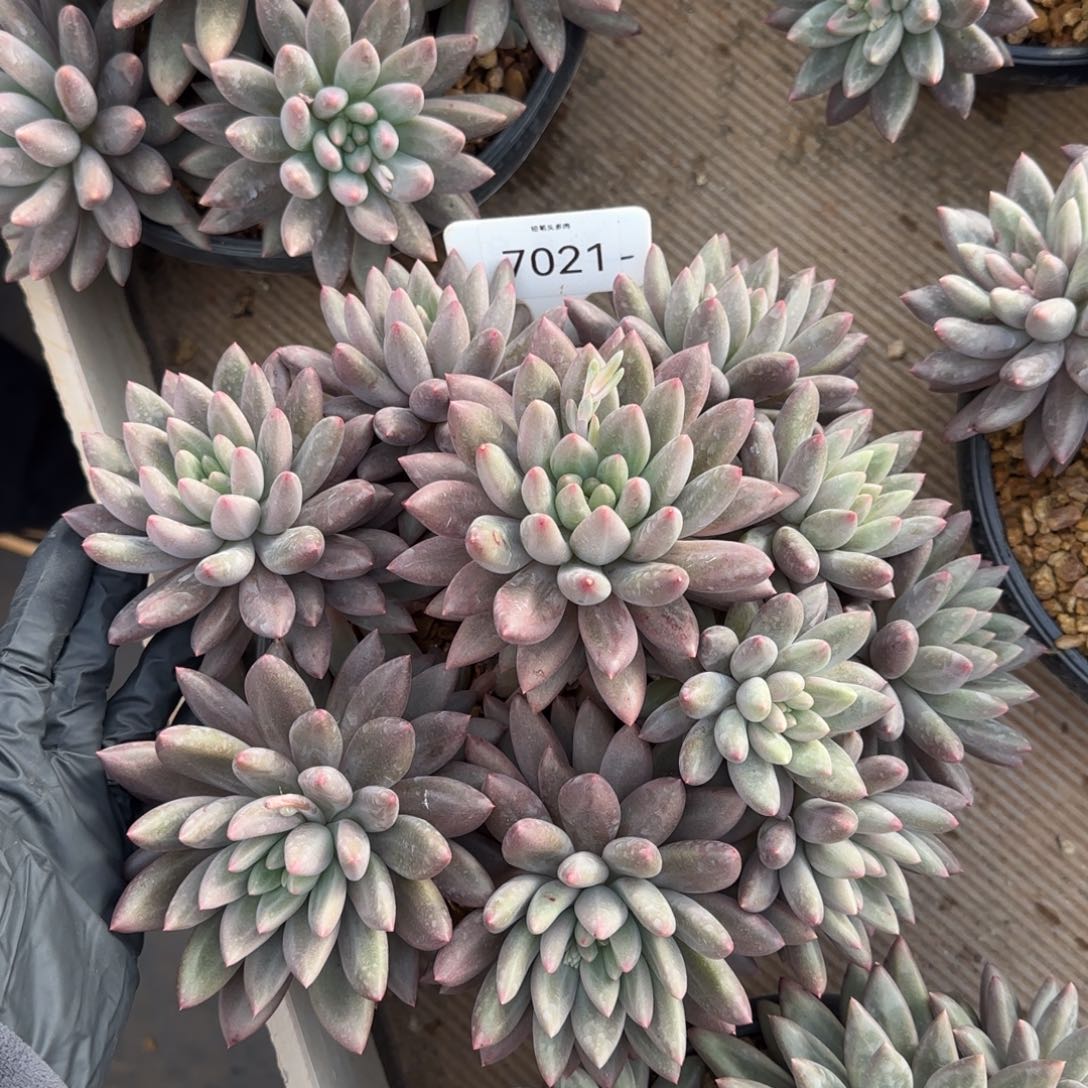 7021。     红蜻蜓群