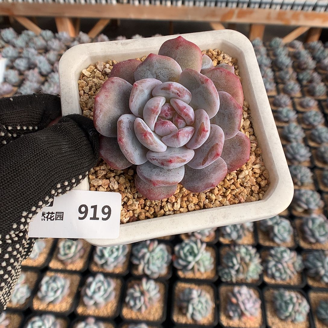 919梦露石化多肉植物66