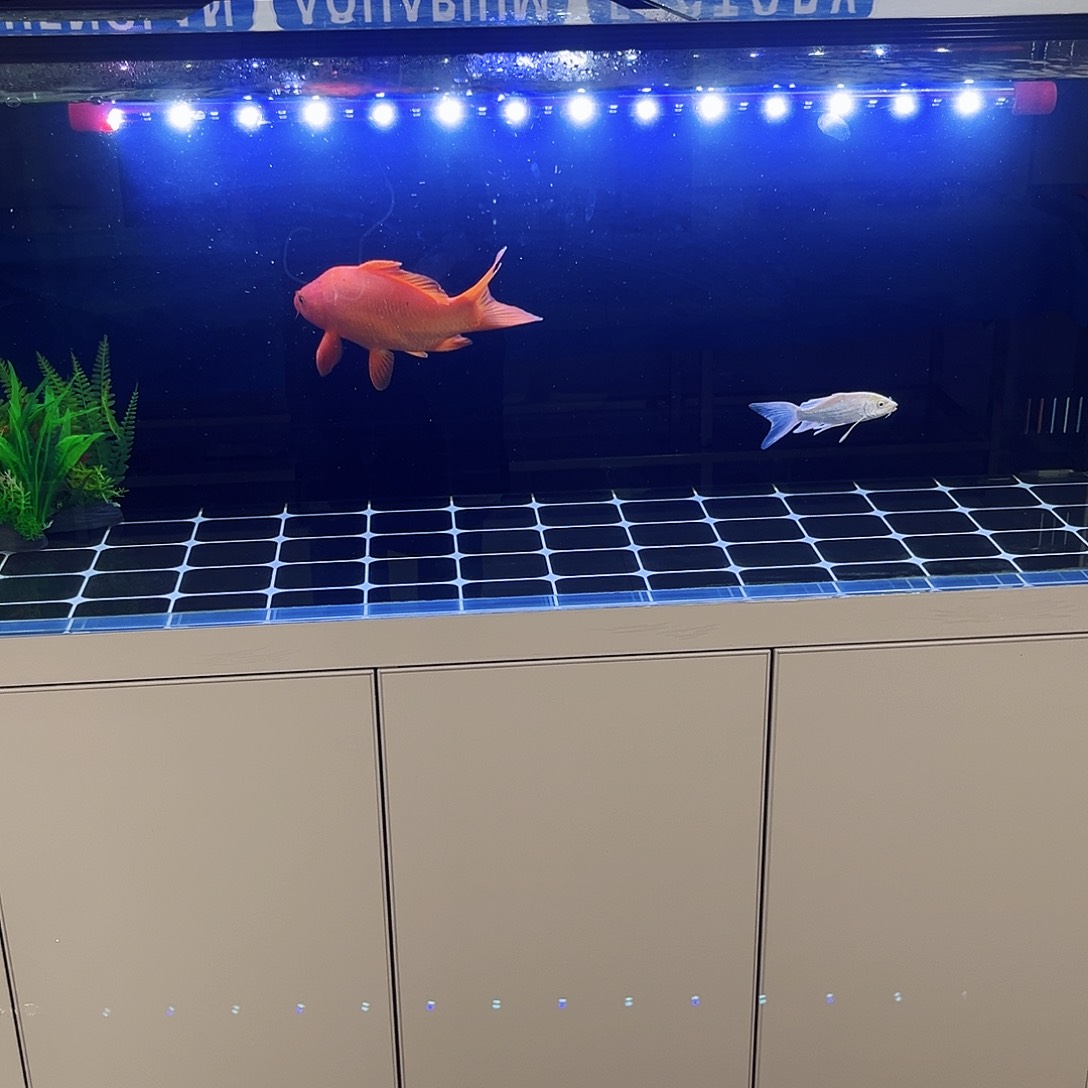 玻璃Z****）1.25050背双鱼马桶玻璃盖全套