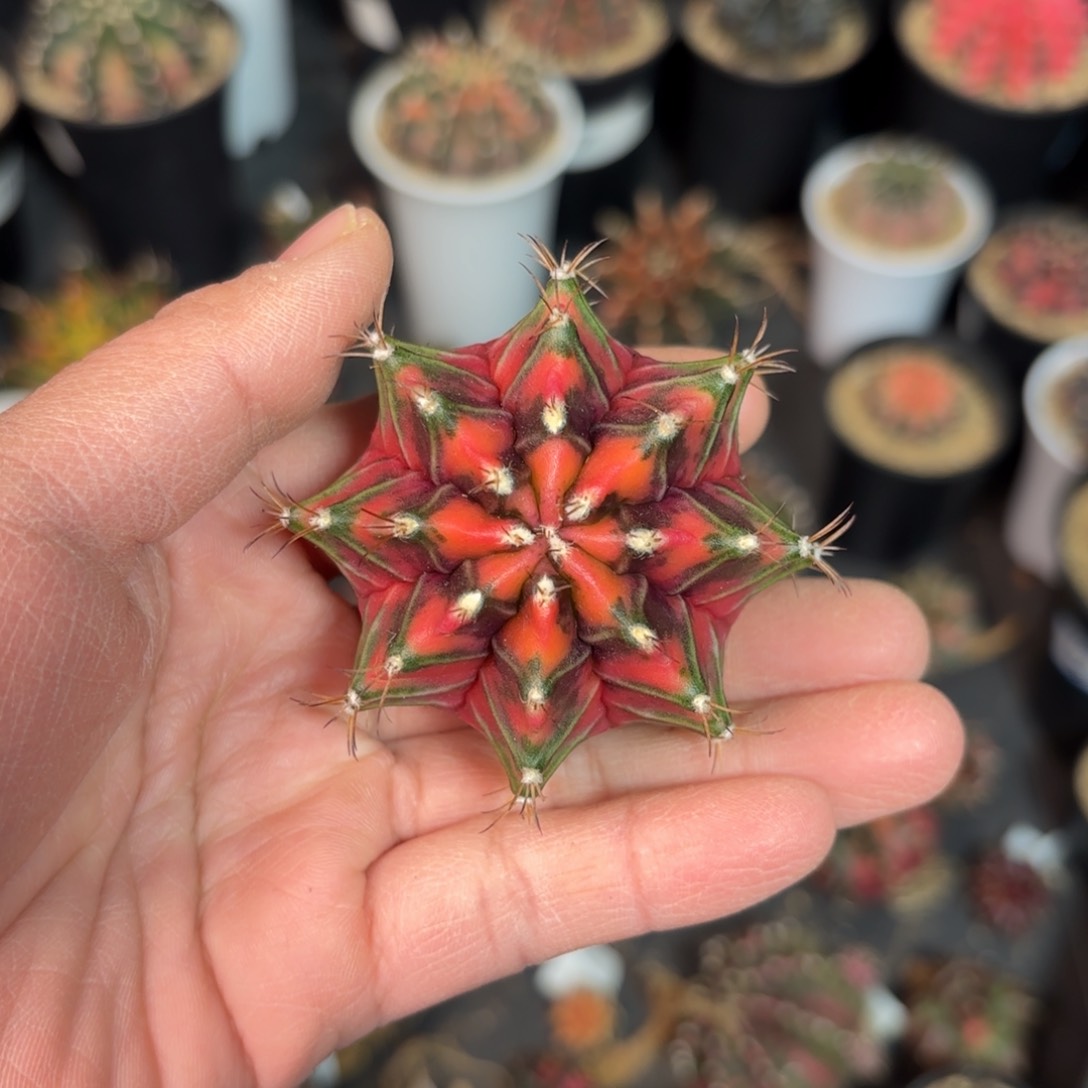 泰系实生米哈仙人球