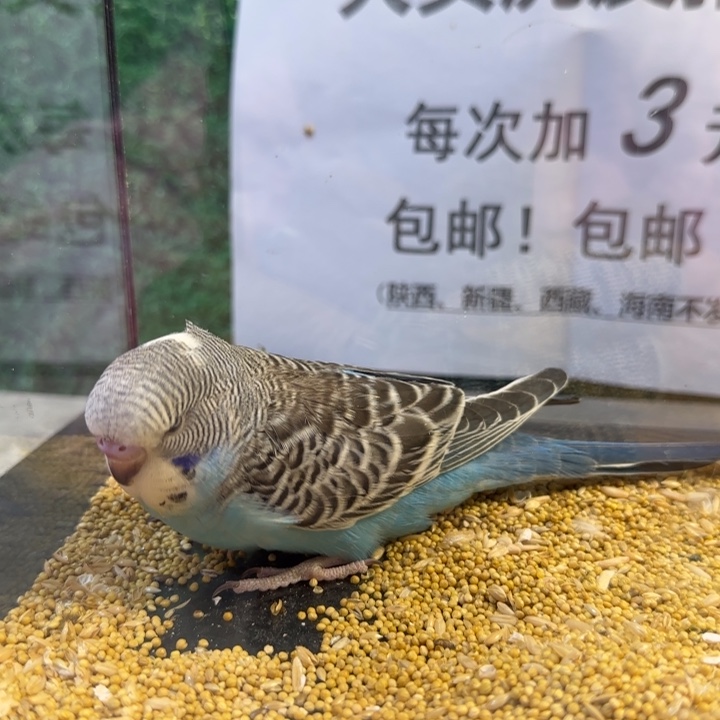 虎皮鹦鹉大头虎皮鹦鹉