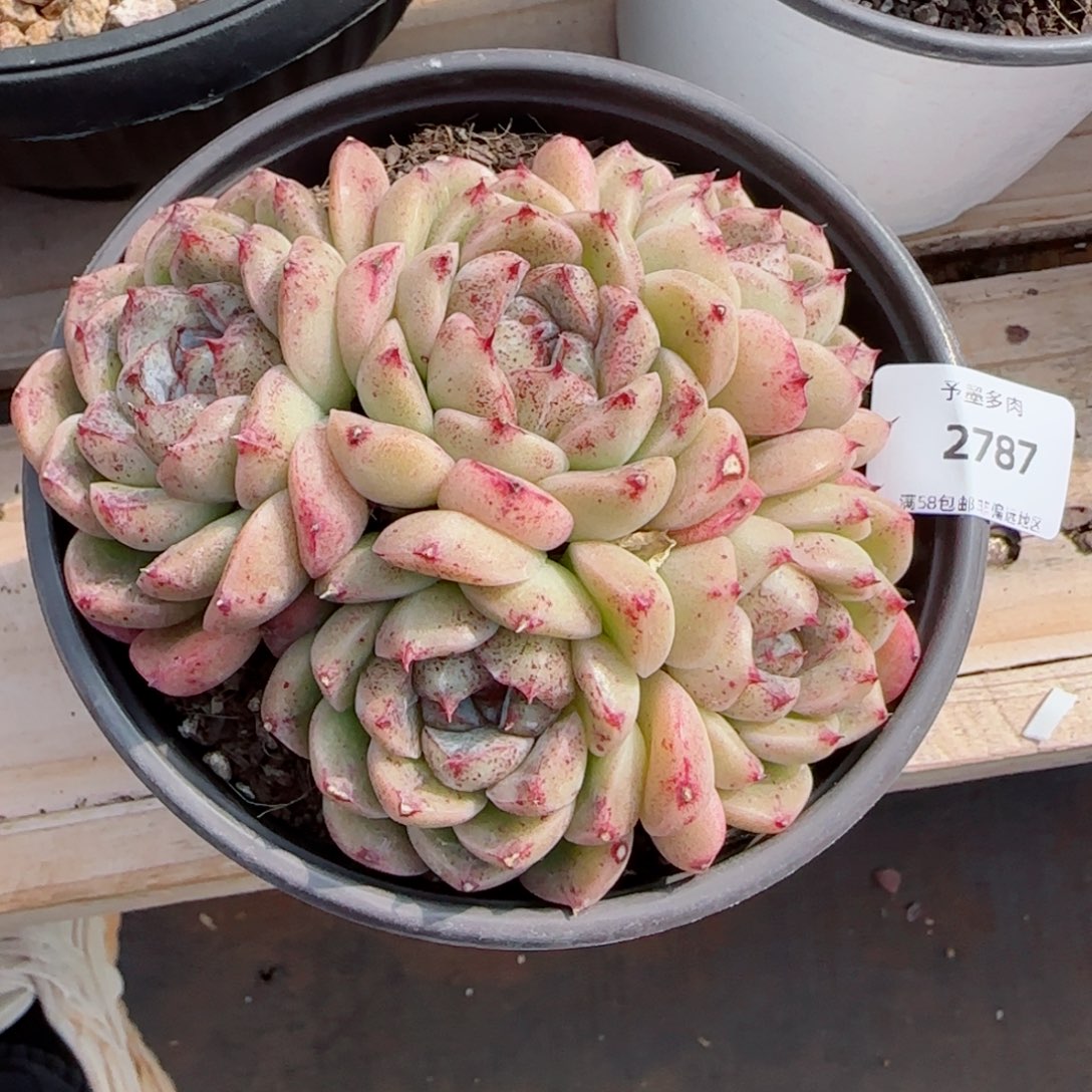 赤水晶，2787多肉植物