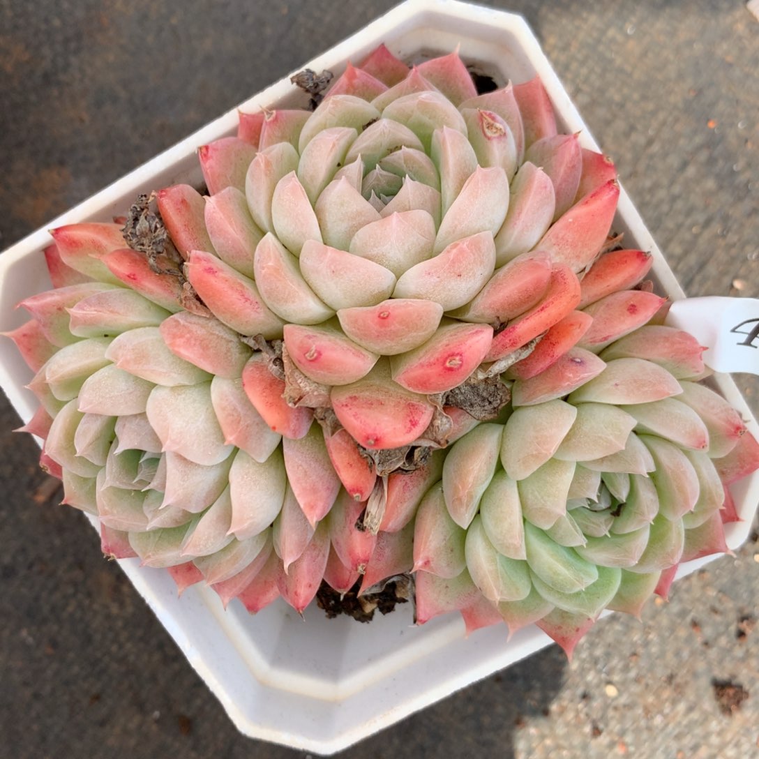 49杂交多肉老桩15包邮