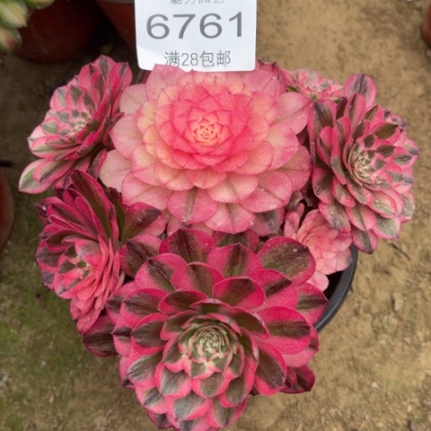 荔枝多肉多肉6761