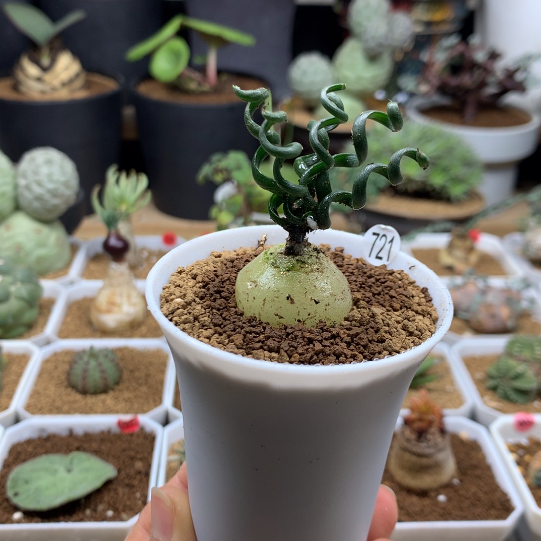 谭***莳钢丝弹簧草带盆多肉721