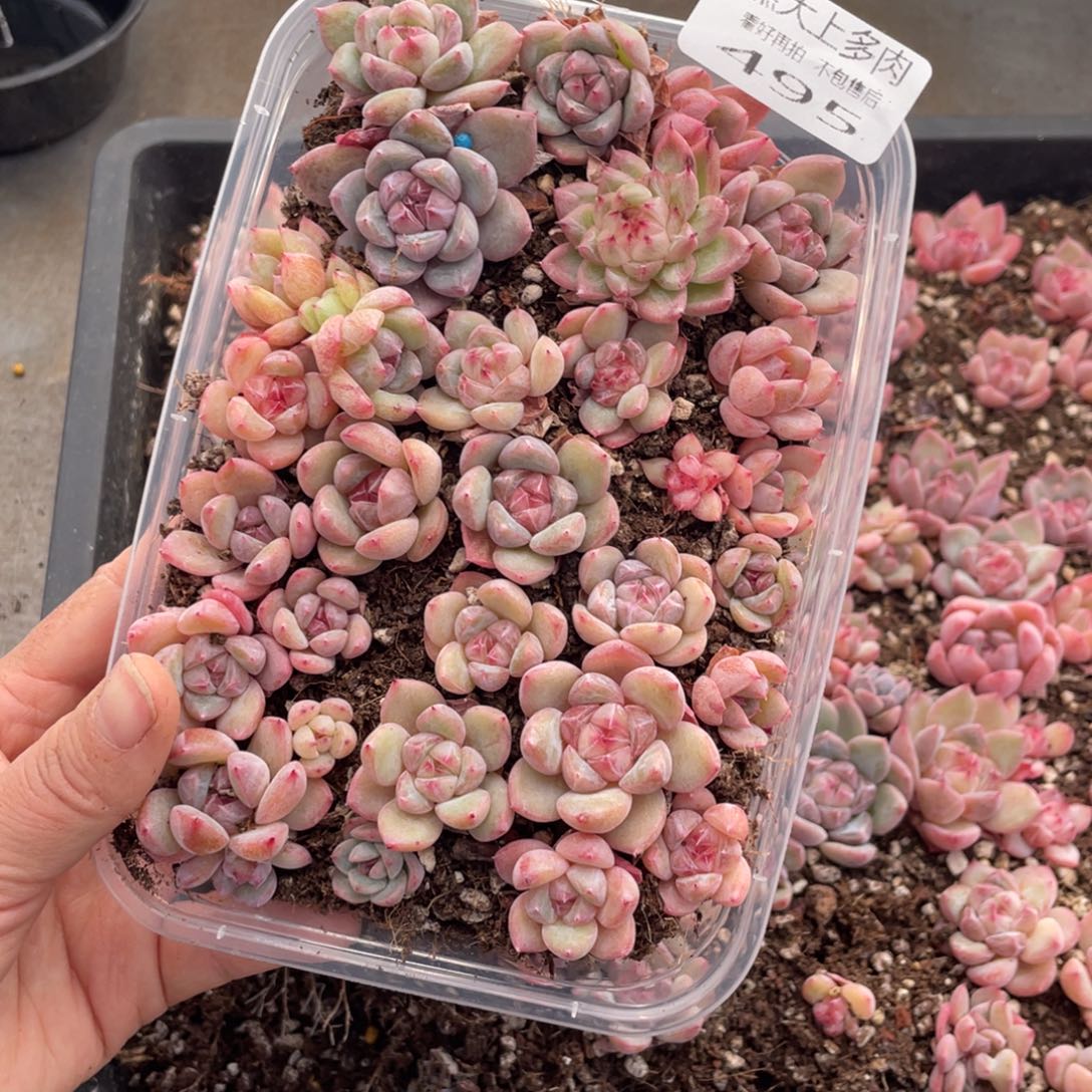 糕大上多肉植物495