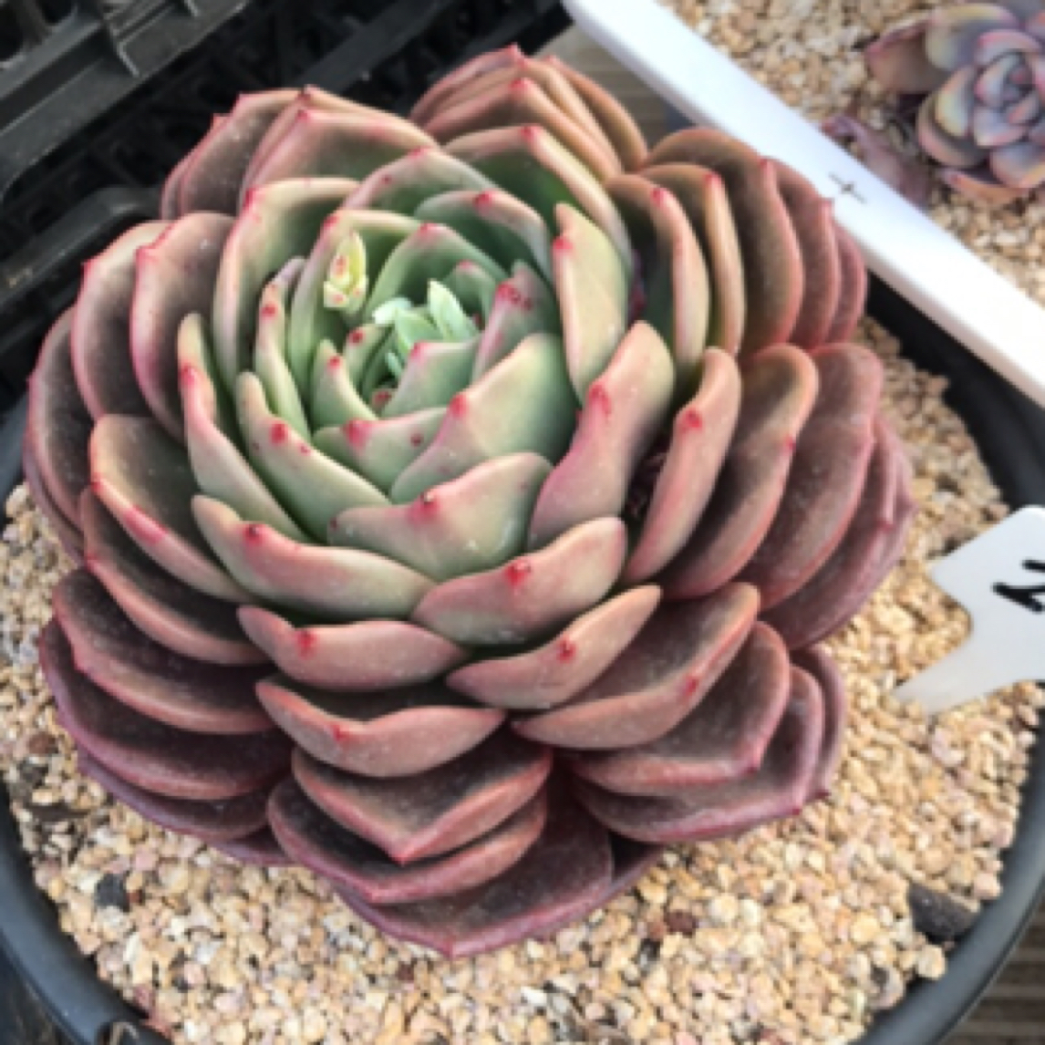 203号多肉植物盆栽植物一物一拍