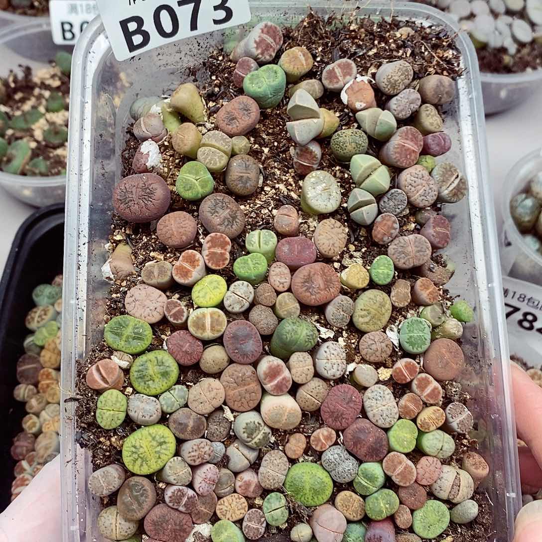 73吧快快乐乐咯我爱