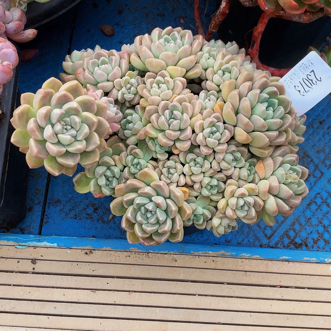 海***）    鹅卵石多肉23073