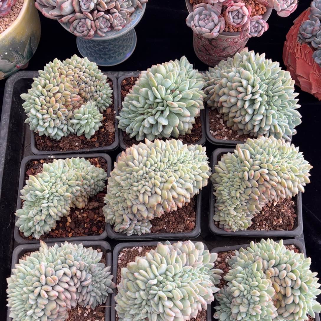 新年快乐 新年快乐