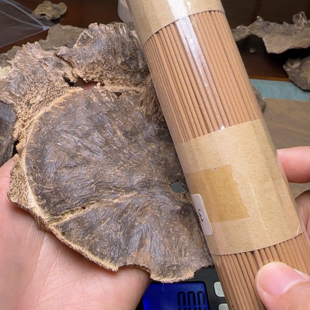 海南尖峰岭老铁头15.8克重