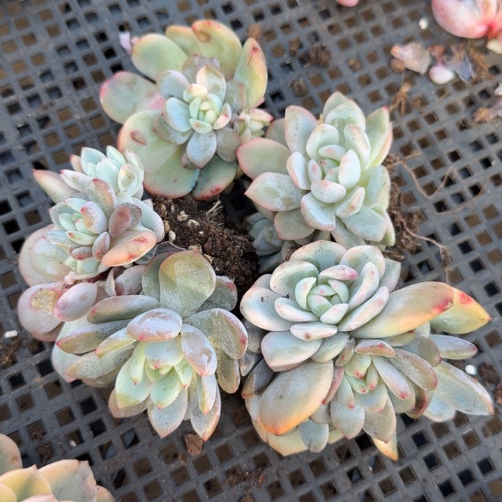 一组橙梦露锦腹轮锦底座