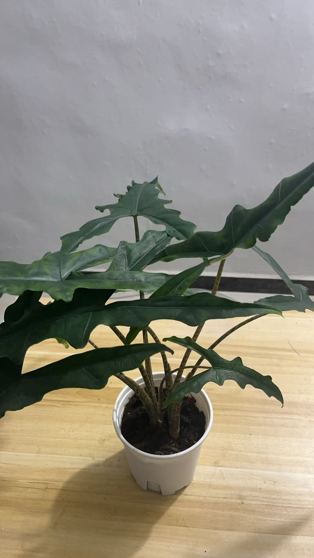 塞布丽娜海芋 有需要联系主播挑选，5度以下要另外拍一个保温发货