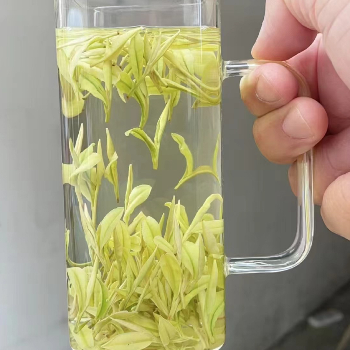 2025年明前茶，奶白茶，奶香浓郁