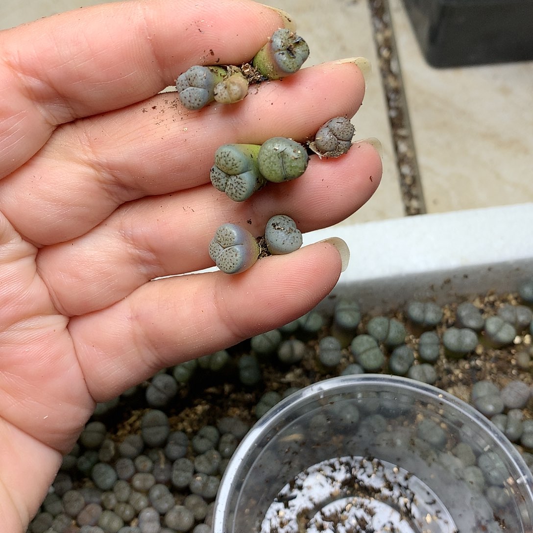 新**选G359多肉植物保护研究所